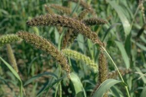 Setaria italica uses and benefits
