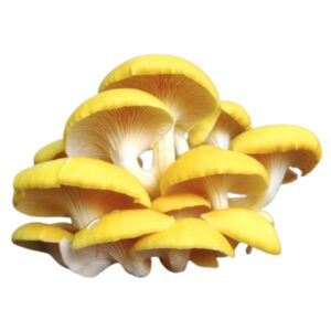 Golden mushroom uses and benefits