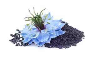 Nigella sativa uses and benefits