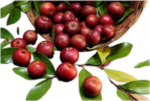 Garcinia indica uses and benefits