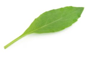 Gynura procumbens uses and benefits