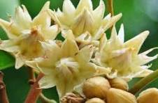 Mystique Spanish cherry , Magizhampoo , Mimusops elengi 100g flower dry