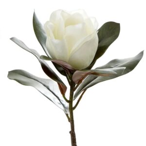 Magnolia virginiana uses and benefits