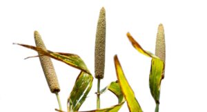 Pennisetum glaucum uses and benefits