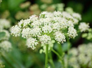 saposhnikovia divaricata uses and benefits