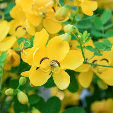 Senna flower whole Avaram Poo Tarwar Phool