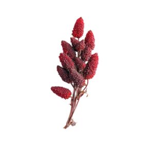 Rhus chinensis uses and benefits